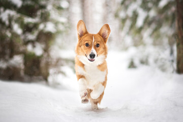 Cute corgi dog