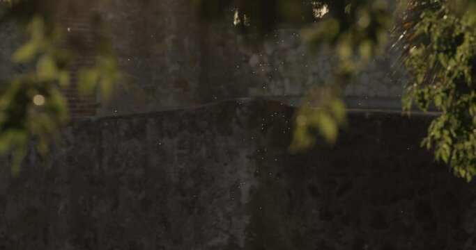 Tiny insects flying in circles in sunset backlight in slow motion