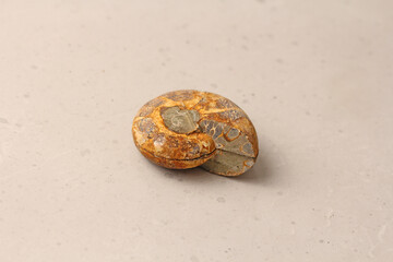 Ammonite fossil shell. Whole of an ancient ammonite lie on a light background. Whole of a sawn ammonite fossil shell