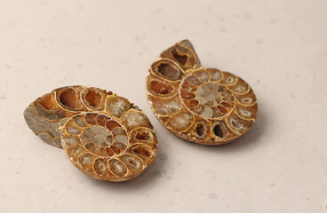 Ammonite fossil shell. Two halves of an ancient ammonite lie on a light background. Two halves of a sawn ammonite fossil shell
