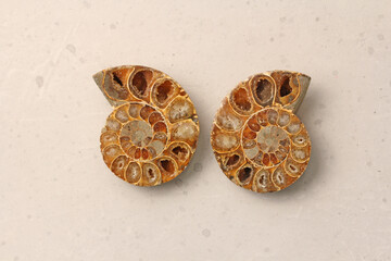 Ammonite fossil shell. Two halves of an ancient ammonite lie on a light background. Two halves of a sawn ammonite fossil shell