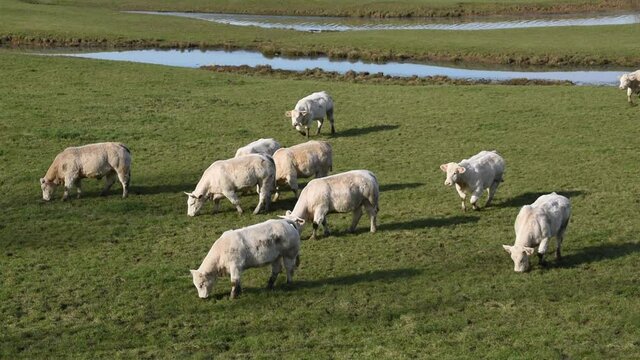 Landscape with Charolais cows grazing in a field