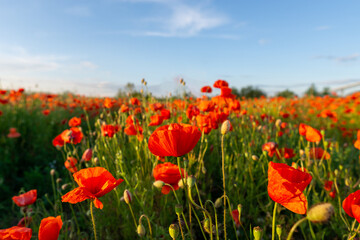 Fototapeta na wymiar Flowers Red poppies blossom on wild field. Beautiful field red poppies with selective focus. Red poppies in soft light.