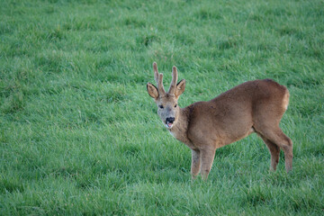 roe deer feeding in a field of green winter grass