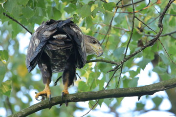 White-tailed eagle (Haliaeetus albicilla)