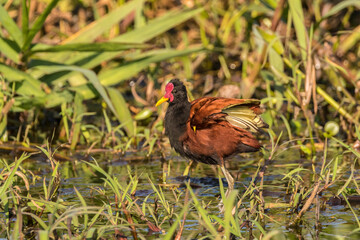 Brazil, Pantanal. Wattled jacana in water.