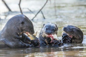 Brazil, Pantanal. Giant river otter eating fish.
