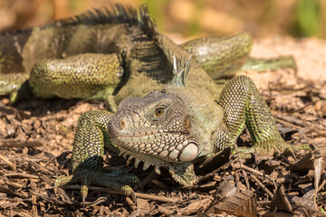 Brazil, Pantanal. Green iguana.