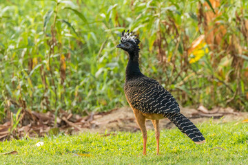 Brazil, Pantanal. Bare-faced curassow female.