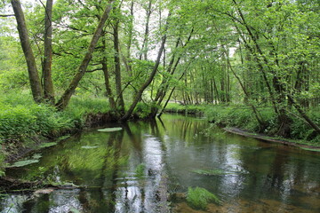 Fototapeta na wymiar River landscapes in northern Germany / Flusslandschaften in Norddeutschland