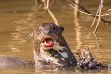 Brazil, Pantanal. Giant river otter eating fish.
