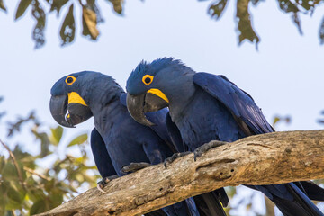 Brazil, Pantanal. Hyacinth macaw pair in tree.