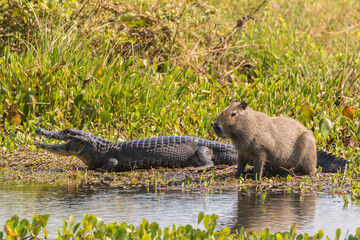 Brazil, Pantanal. Capybara and jacare caiman on shoreline.