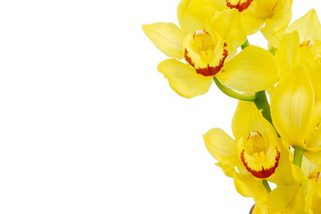 Naklejka na ściany i meble Yellow orchids on a white isolated background