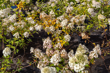 Garden shop for the sale of plants hydrangea