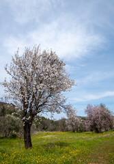 Almond trees bloom in spring against blue sky.