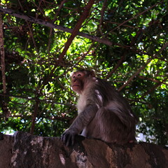 南インドのボス猿