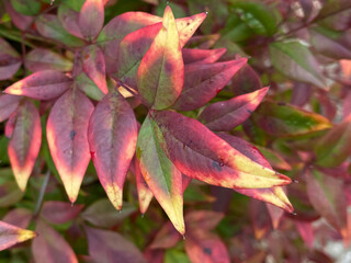 Red and green pointy leaves with yellow tips