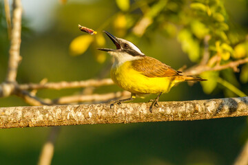 Brazil, Pantanal. Kiskadee feeding.