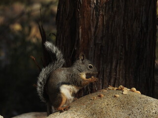 A Douglas squirrel sitting on a granite boulder eating peanuts, in the Western Sierra Nevada Mountains, California.