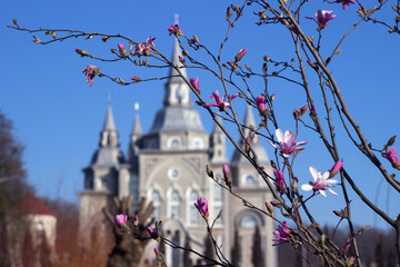 Blooming pink magnolia, beautiful flowering tree in spring. Old church in the background. Vinnytsia © lyudmilka_n