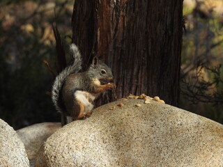 A Douglas squirrel sitting on a granite boulder eating peanuts, in the Western Sierra Nevada Mountains, California.