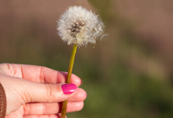 Fluffy dandelion flower in hand among the field. Young woman holds Dandelion in hand with pink manicure. Spring, background