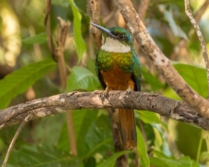 Brazil, Pantanal. Rufous-tailed jacamar bird on limb.