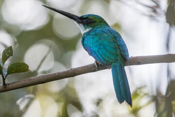 Brazil, Pantanal. Rufous-tailed jacamar bird on limb.