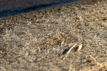  Texture unplaned pine boards, close-up. New Board. Rough pine wood texture. Selective focus, blurred foreground. 
