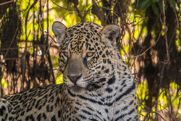 Brazil, Pantanal. Close-up of jaguar.