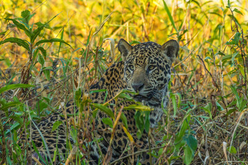 Brazil, Pantanal. Close-up of jaguar.