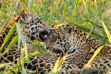 Brazil, Pantanal. Close-up of jaguars grooming.