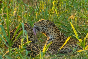 Brazil, Pantanal. Close-up of jaguars grooming.