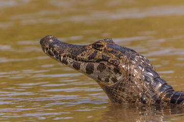 Brazil, Pantanal. Jacare caiman reptile in water.