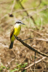 Obraz premium Pantanal, Mato Grosso, Brazil. Lesser Kiskadee resting on a branch.