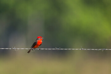 Black-necked red cotinga (Phoenicircus nigricollis) resting on barbed wire with a blurred green background