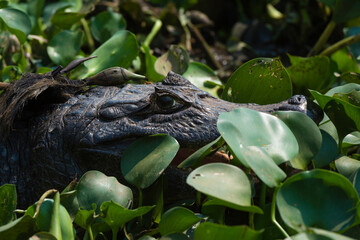 Yacare caiman (Caiman Crocodylus yacare), Pantanal, Mato Grosso, Brazil.