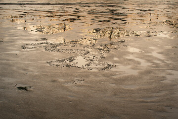 Obraz premium Abstract trees spring nature reflections on icy town water pond surface