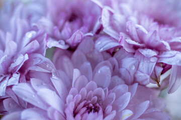 close up of a purple flower
