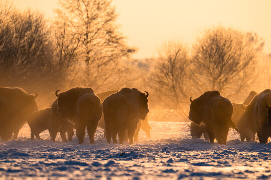 Herd of european bisons on field