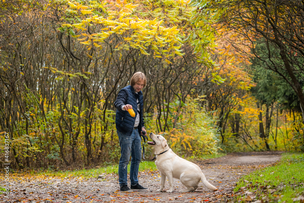 Wall mural labrador retriever and man are playing in park. golden autumn background. dog looks at man and sits 