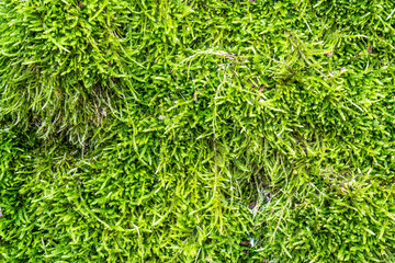 Green moss close-up