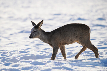 Roe deer in winter