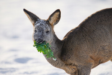 Roe deer eating green grass