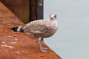 Seagull on pier in the harbor