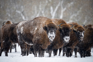 Herd of bisons in the snowfall © alexugalek