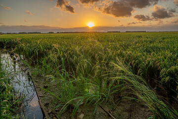 Sunset in a rice field of the 