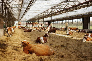 cows in a farm