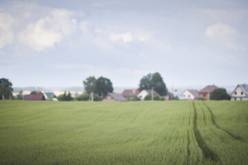 Fototapeta na wymiar Farmland with young wheat planted. Large field of rye with farmer's houses in the background.